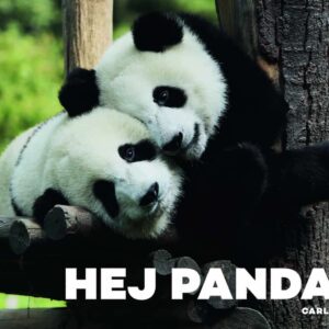 Hej panda!